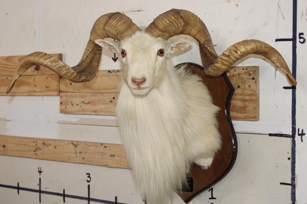 Big TEXAS DALL SHEEP RAM on a Wooden Plaque (1 of 8)