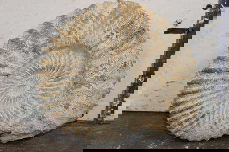 Big 12 lb AMMONITE FOSSIL Specimen from Morocco: Big AMMONITE FOSSIL Specimen from Morocco. It measures 9.5" Long x 8.5" Wide x 4" Depth and Weighs 12 lbs 2 oz. Ammonite fossils are found in various locations around the world, including Antartica. R