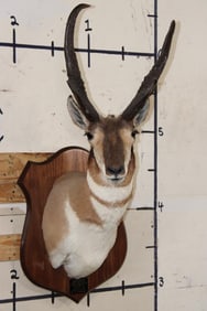 PRONGHORN Shoulder Mount with Reproduction Horns of the Famous "Woods Buck" Tied for World Record