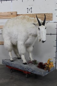 Life-sized MOUNTAIN GOAT on Decorative Base with a Wall Hanger