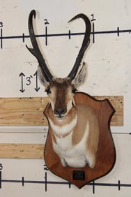 XXXL PRONGHORN Shoulder Mount with Reproduction Antlers after "The Richardson Buck Sticks"