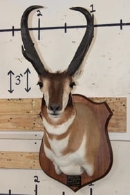 XXXL PRONGHORN Shoulder Mount with Reproduction Horns after "The Meyer Buck"