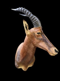 Large *Rare* Trophy size AFRICAN TIANG Shoulder Mount