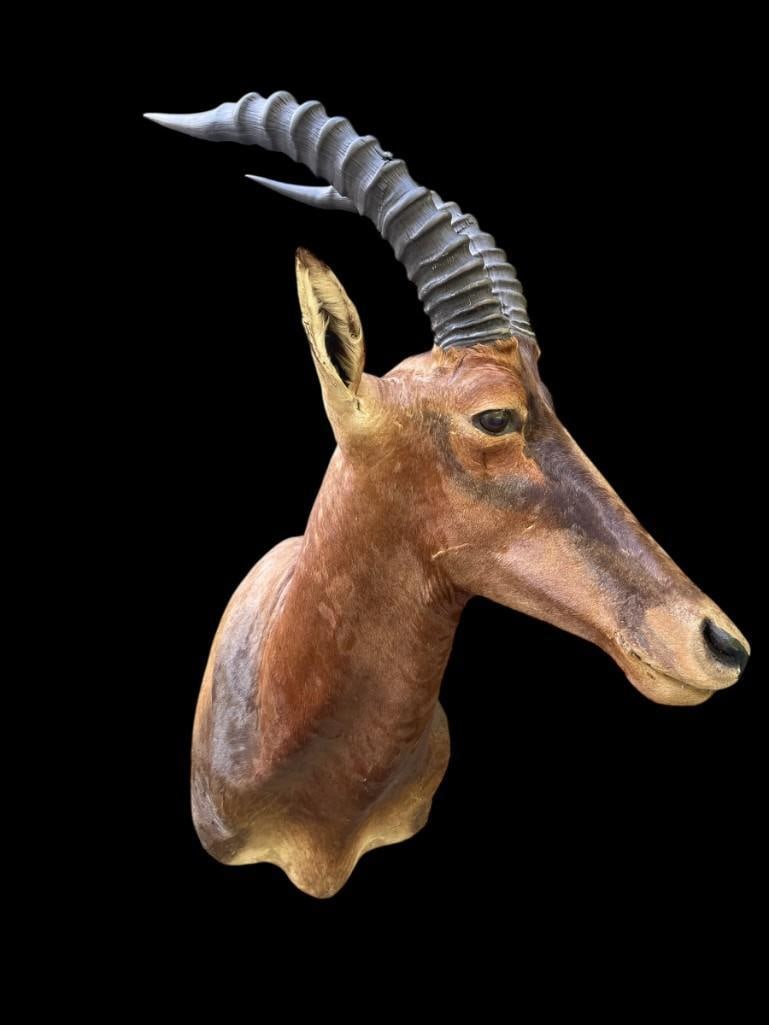 Large *Rare* Trophy size AFRICAN TIANG Shoulder Mount (1 of 7)