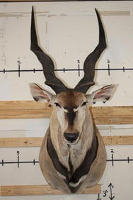 XXL LORD DERBY ELAND Shoulder Mount