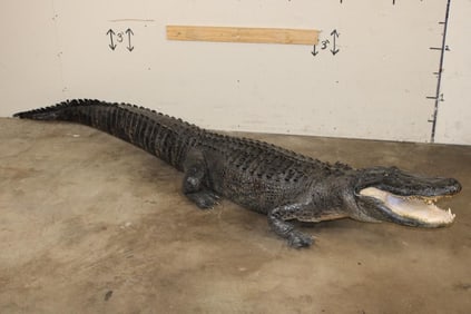 Massive Life-sized free-standing ALLIGATOR