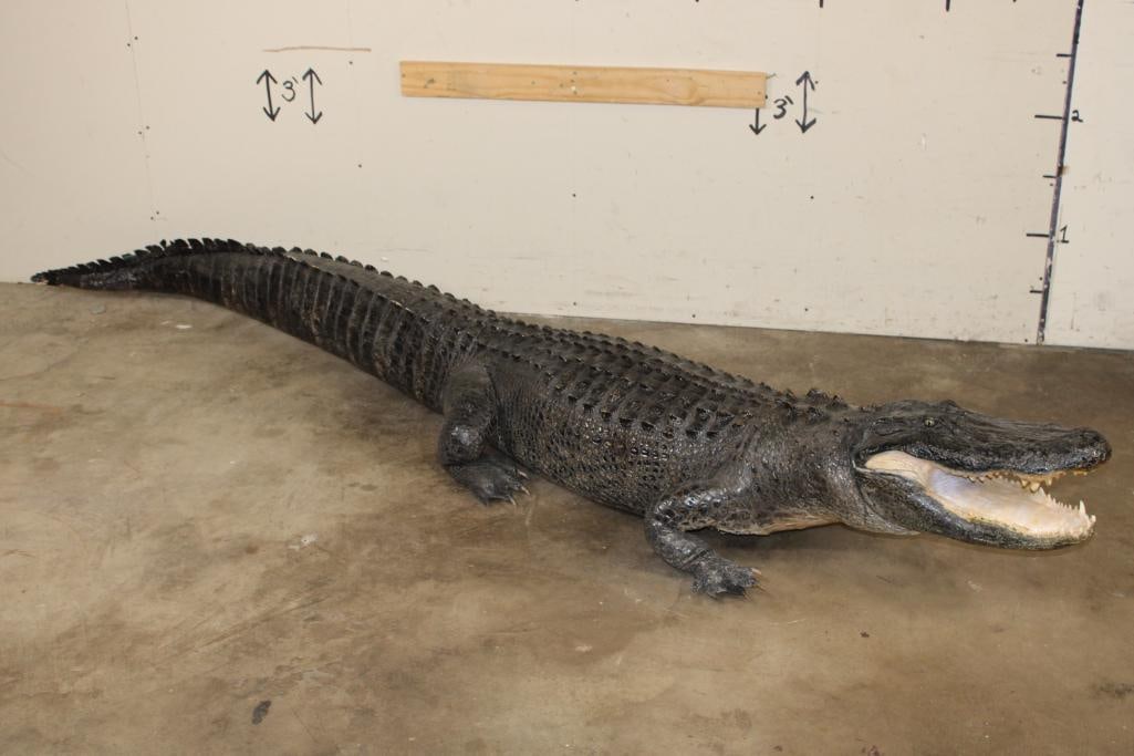 Massive Life-sized free-standing ALLIGATOR (1 of 14)