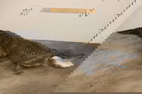 Massive Life-sized free-standing ALLIGATOR: This is an Awesome and Massive Life-sized free-standing ALLIGATOR. It measures 10' 4" Long and is in Good Condition. He is a mean looking dude! TAXIDERMY