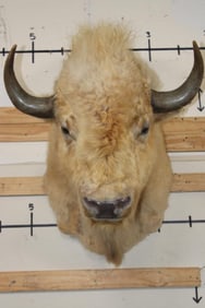 *Very Rare* WHITE AMERICAN BISON or BUFFALO Shoulder Mount