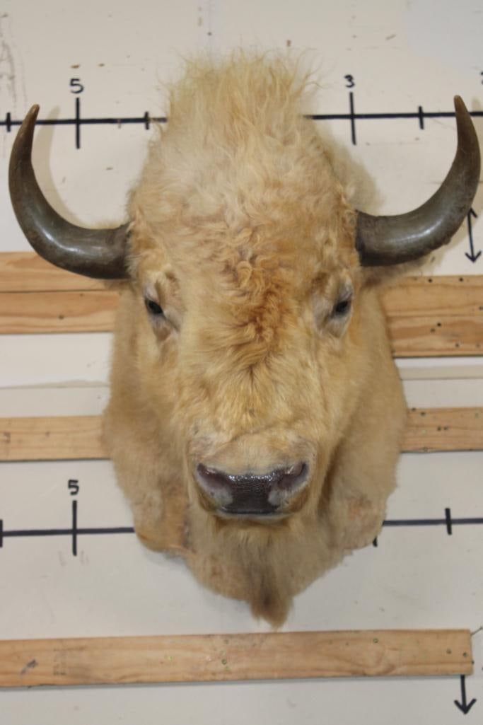 *Very Rare* WHITE AMERICAN BISON or BUFFALO Shoulder Mount (1 of 15)