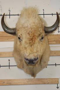 *Very Rare* WHITE AMERICAN BISON or BUFFALO Shoulder Mount: *Very Rare* WHITE AMERICAN BISON or BUFFALO Shoulder Mount. He has Big Horns and a 29.5" Spread. The Left Horn measures 18.25" Long and the Right Horn measures 18.5" Long. It is an older mount that ha