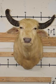 *Very Rare* WHITE or ALBINO WATER BUFFALO Shoulder Mount
