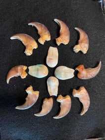 (10) BLACK BEAR Front Claws Plus (4) ELK IVORIES in a Glass Display Case (ONE$)