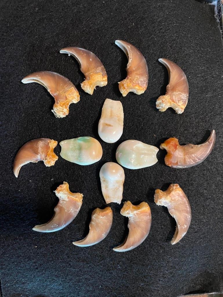 (10) BLACK BEAR Front Claws Plus (4) ELK IVORIES in a Glass Display Case (ONE$) (1 of 3)