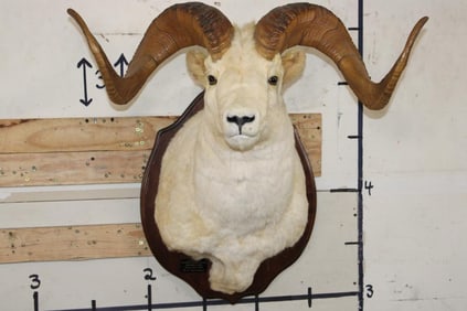 Large DALL SHEEP Ram Shoulder Mount with Real Horns and Reproduction Horn Tips on a Wood Plaque