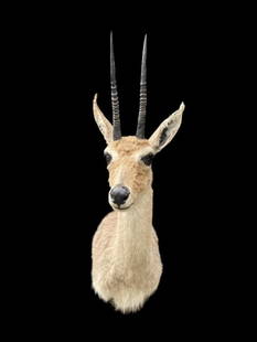 *Trophy Size* GREY or VAAL RHEBOK Shoulder Mount: Amazing *Trophy Size* GREY or VAAL RHEBOK Shoulder Mount. The Horns measure 8.75" Long (each) and the Total Mount measures 28" Tall x 14" Depth (from the wall). Beautiful TAXIDERMY