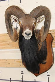 Big MOUFLON with Modified Horns modeled after Ram taken at the Real Ranch in Utopia, Texas
