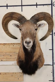 MOUFLON Shoulder Mount