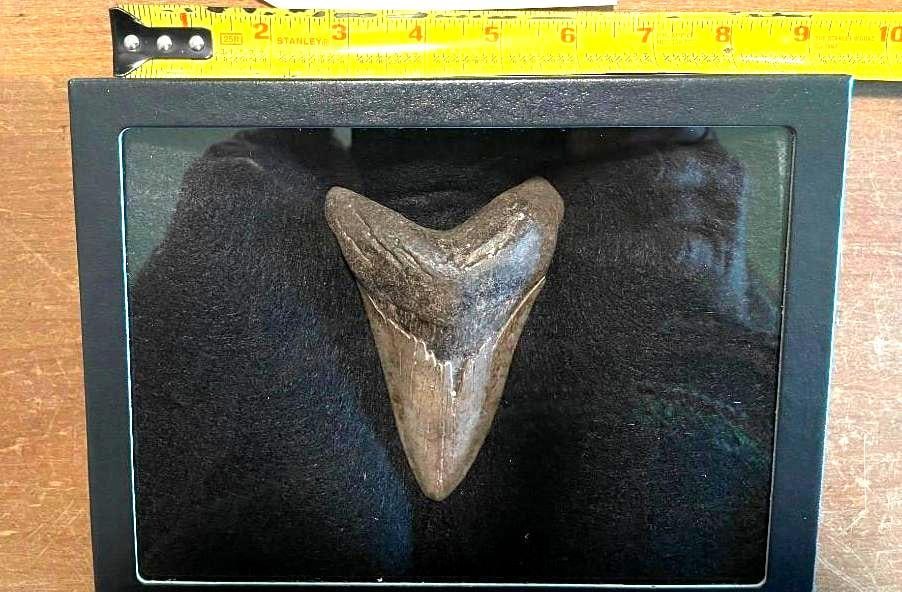 (1) Huge MEGALODON SHARK Tooth Fossil in a Glass Display Case: This is an Excellent Megalodon Shark Tooth Fossil. It measures 4" Long x 3" Wide. The glass Glass Display Case measures 8.25" Long x 6.25" Wide. SHARK TOOTH FOSSILS 