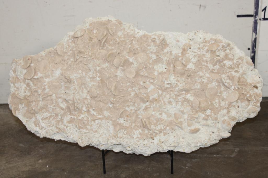 XXL 38 lb ECHINOID SEA URCHIN Fossil Plate Matrix with a Stand: XXL ECHINOID SEA URCHIN Fossil Plate Matrix or "Mortality Plate". It measures 27" Long x 15" Tall x 3" Wide and the Total Weight is 38 lbs 7 oz. It comes with a Metal Stand. ROCKS MINERALS FOSSILS