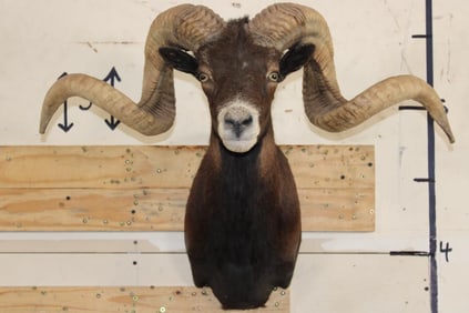 Big BLACK HAWAIIAN RAM Shoulder Mount