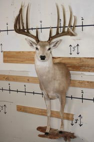 Half-body WHITETAIL DEER Mount with Reproduction Antlers after the "Kansas City King"