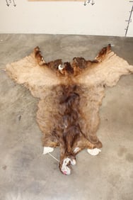 Very Nice ELK Cape for a Taxidermy Shoulder Mount