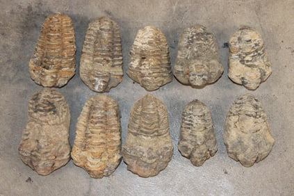 (10) TRILOBITE Fossil Specimens from Morocco (ONE$)