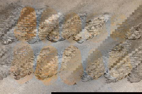 (10) TRILOBITE Fossil Specimens from Morocco (ONE$): 10 TRILOBITE Fossil Specimens from Morocco. They all measure 2.5"-3" Long. Trilobites are one of the earliest groups of arthropods to appear in the fossil record, trilobites were among the most succes