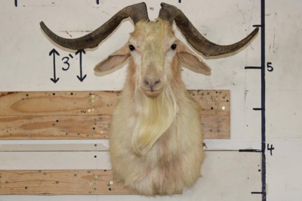 CATALINA GOAT Shoulder Mount (1 of 9)