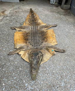 African NILE CROCODILE Hide: Awesome African NILE CROCODILE Hide with its head and all his feet. It measures almost 10' Long or 118" x 45" Wide (across the front legs) and 51" (across the rear legs). He has black felt u