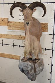 Half-body AOUDAD on a Simulated Rock Base