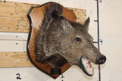 JAVELINA Shoulder Mount on a Wooden Plaque