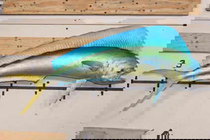 Real Skin MAHI-MAHI Fish Mount
