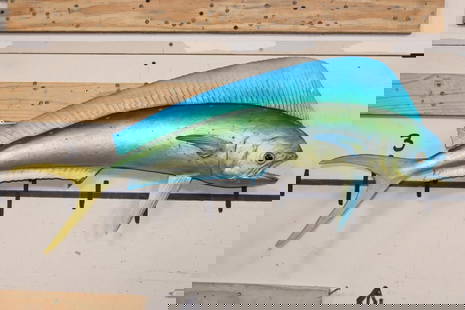 Real Skin MAHI-MAHI Fish Mount: Older Real Skin MAHI-MAHI Fish Mount. It measures 3'Long. There are some spots that could use a paint touch up. TAXIDERMY FISH