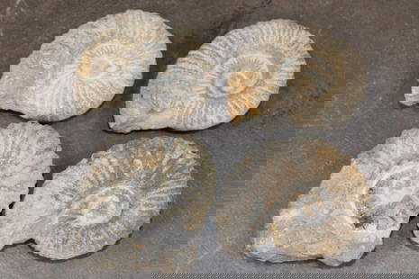(4) AMMONITE FOSSIL Specimens from Morocco (ONE$): 4 Raw AMMONITE FOSSIL Specimens from Morocco. They all measure 3.25"-3.5" Long and the Total Weight is 2 lbs 10 oz. The Ammonite shells are well-preserved as fossils in marine sedimentary rocks such a