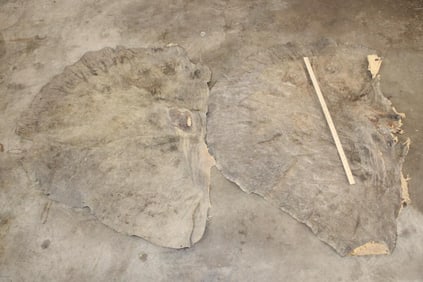 (2) Big and Soft African ELEPHANT Ears (ONE$)