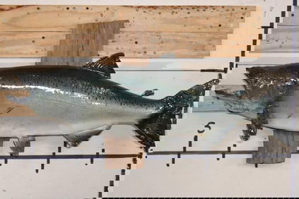 Big *Real Skin* KING SALMON or "Chinook Salmon" on a Wood Wall Hanger
