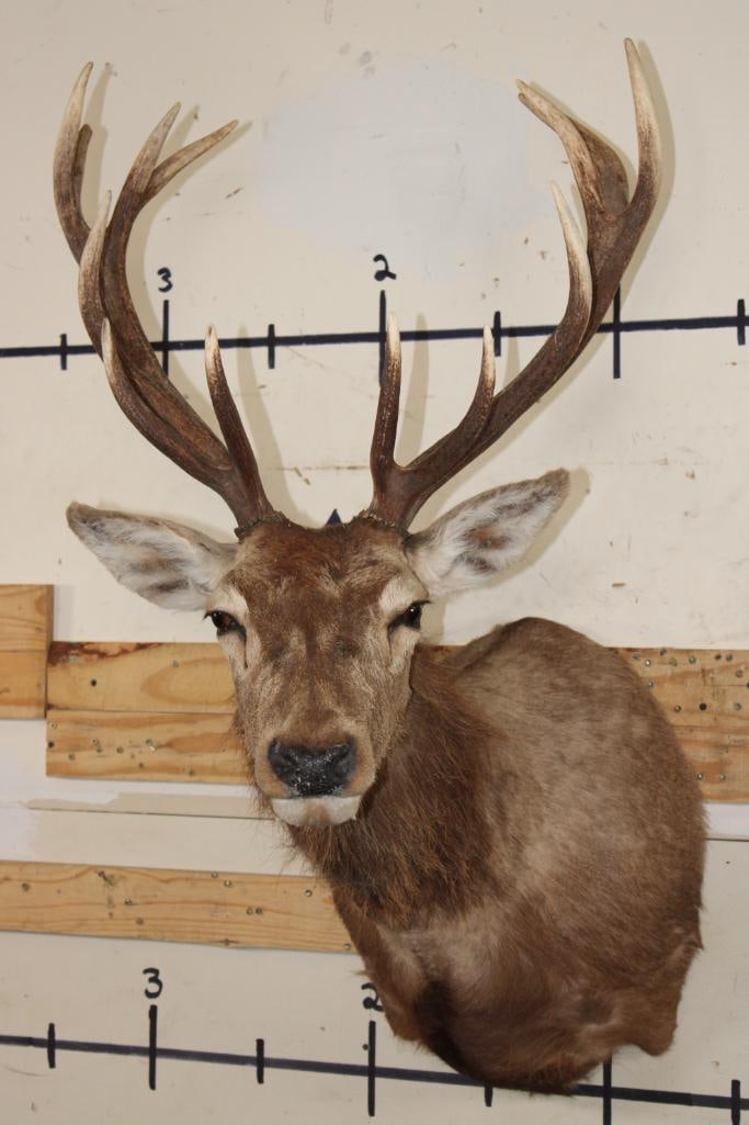 13-Point RED STAG Shoulder Mount (1 of 9)