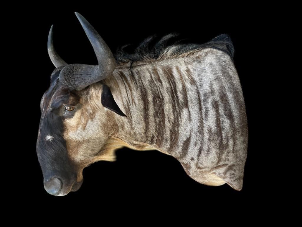 *Rare* WHITE-BEARDED GNU Shoulder Mount (1 of 6)