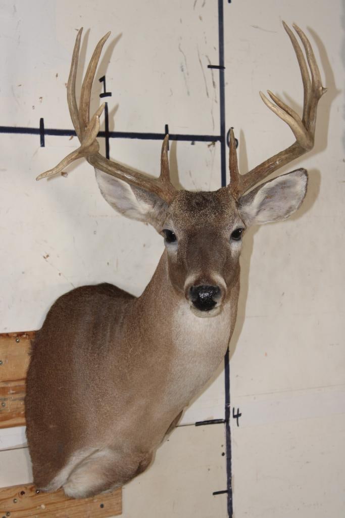 12-Point WHITETAIL DEER Shoulder Mount (1 of 8)