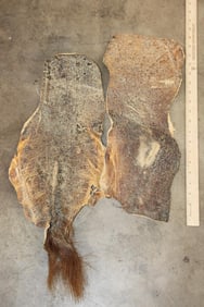(1) HIPPOPOTAMUS Tail Hide and (1) HIPPO Hide Section (ONE$)