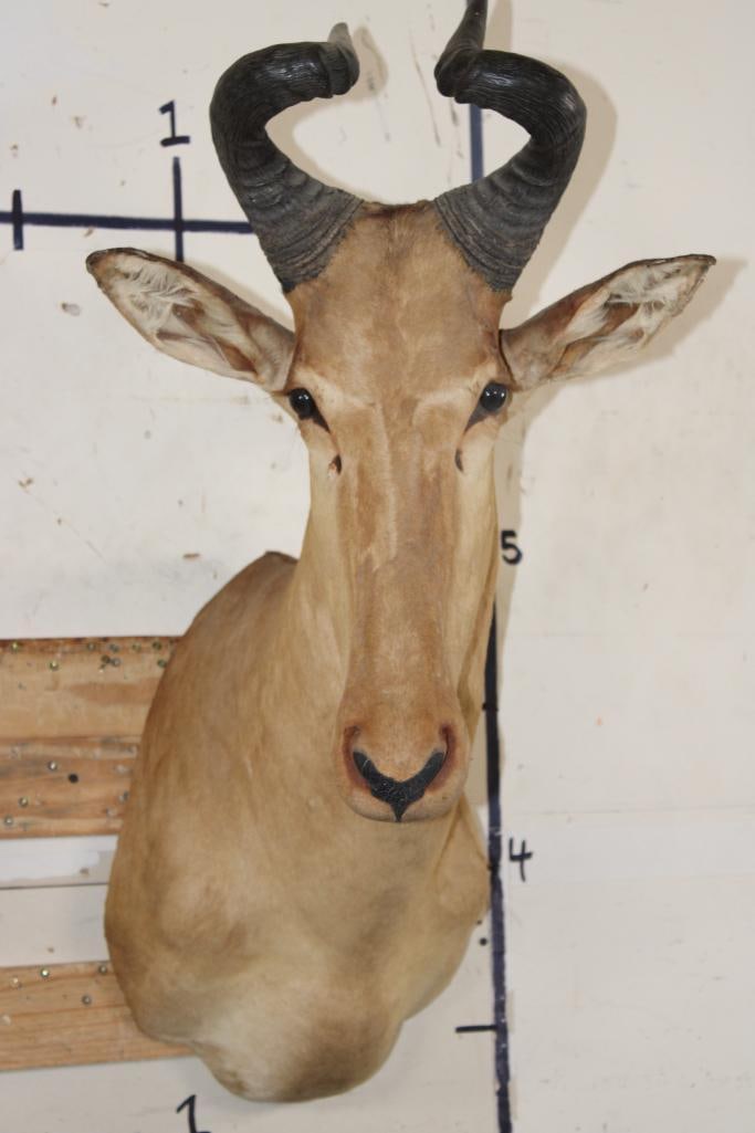 LICHTENSTEIN'S HARTEBEEST Shoulder Mount (1 of 6)