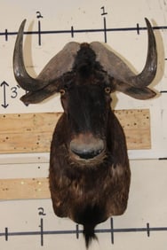 BLACK WILDEBEEST Shoulder Mount
