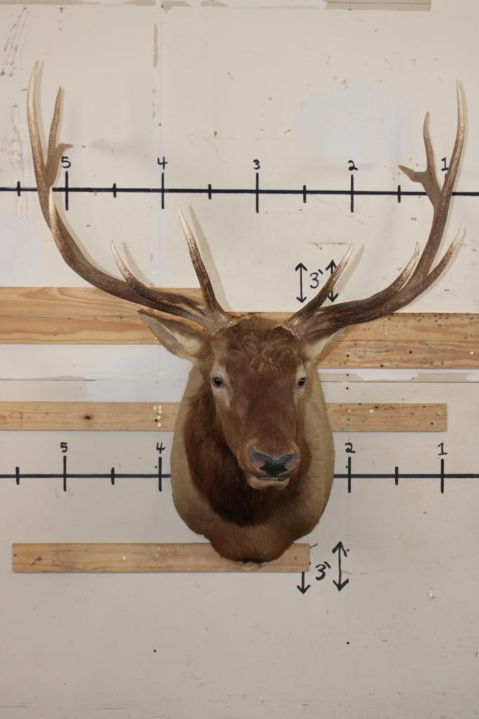 12-Point ELK Shoulder Mount with Removable Antlers (1 of 10)
