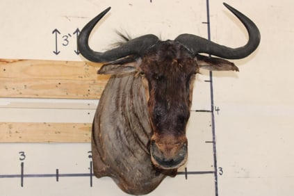 BLUE WILDEBEEST Shoulder Mount