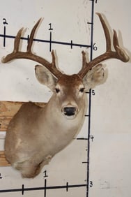 9-Point WHITETAIL DEER Shoulder Mount with a Heavy Rack
