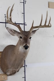 10-Point WHITETAIL DEER Shoulder Mount Looking slightly to the Right