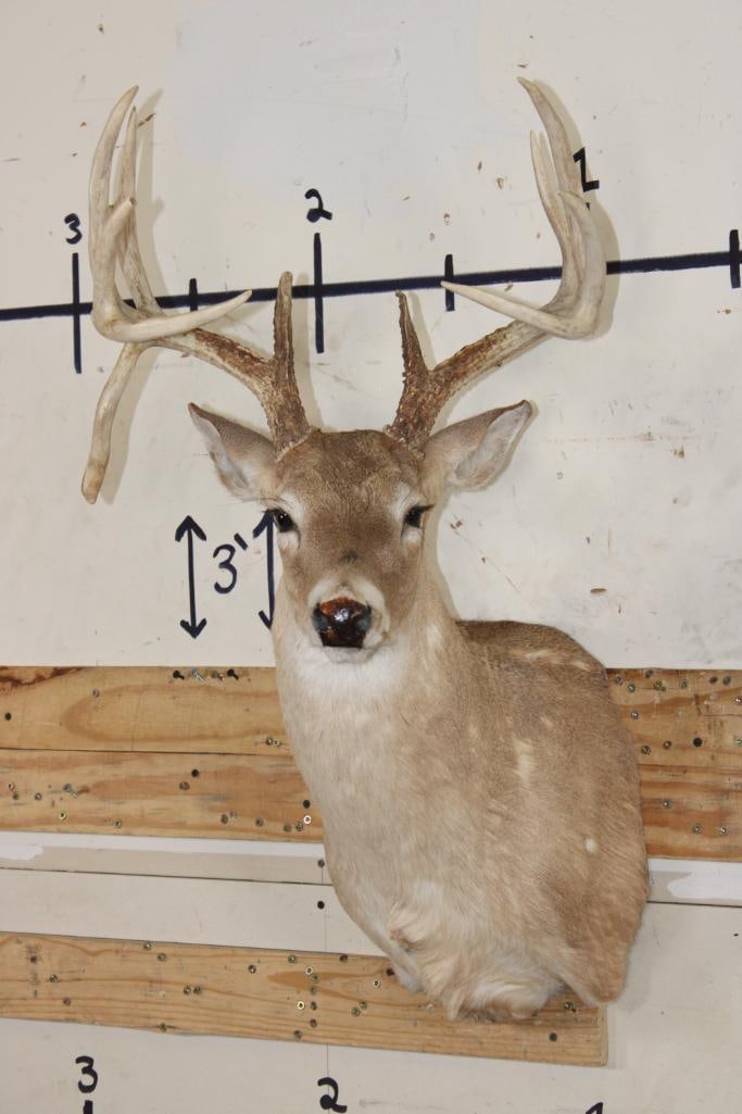 12-Point WHITETAIL DEER Shoulder Mount: 12-Point WHITETAIL DEER Shoulder Mount with a 17.25" Spread and a drop tine. TAXIDERMY ?