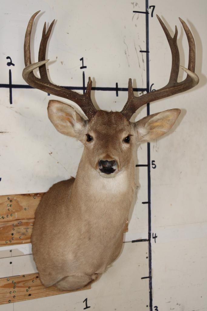 10-Point WHITETAIL DEER Shoulder Mount (1 of 10)